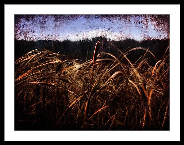 Cattails In The Wind - Framed Print