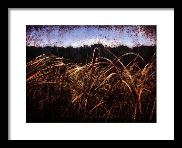 Cattails In The Wind - Framed Print