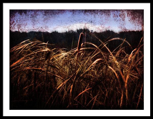 Cattails In The Wind - Framed Print