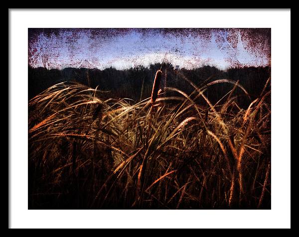 Cattails In The Wind - Framed Print