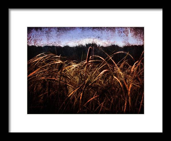 Cattails In The Wind - Framed Print