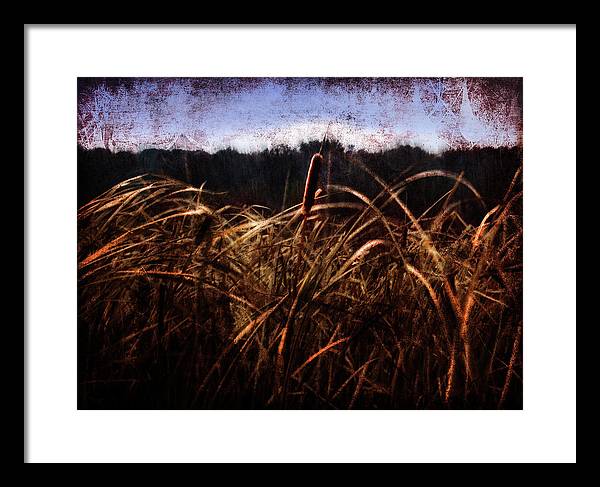 Cattails In The Wind - Framed Print