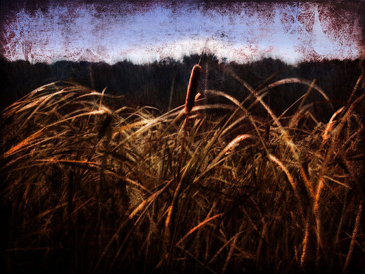 Cattails In The Wind Digital Image Download