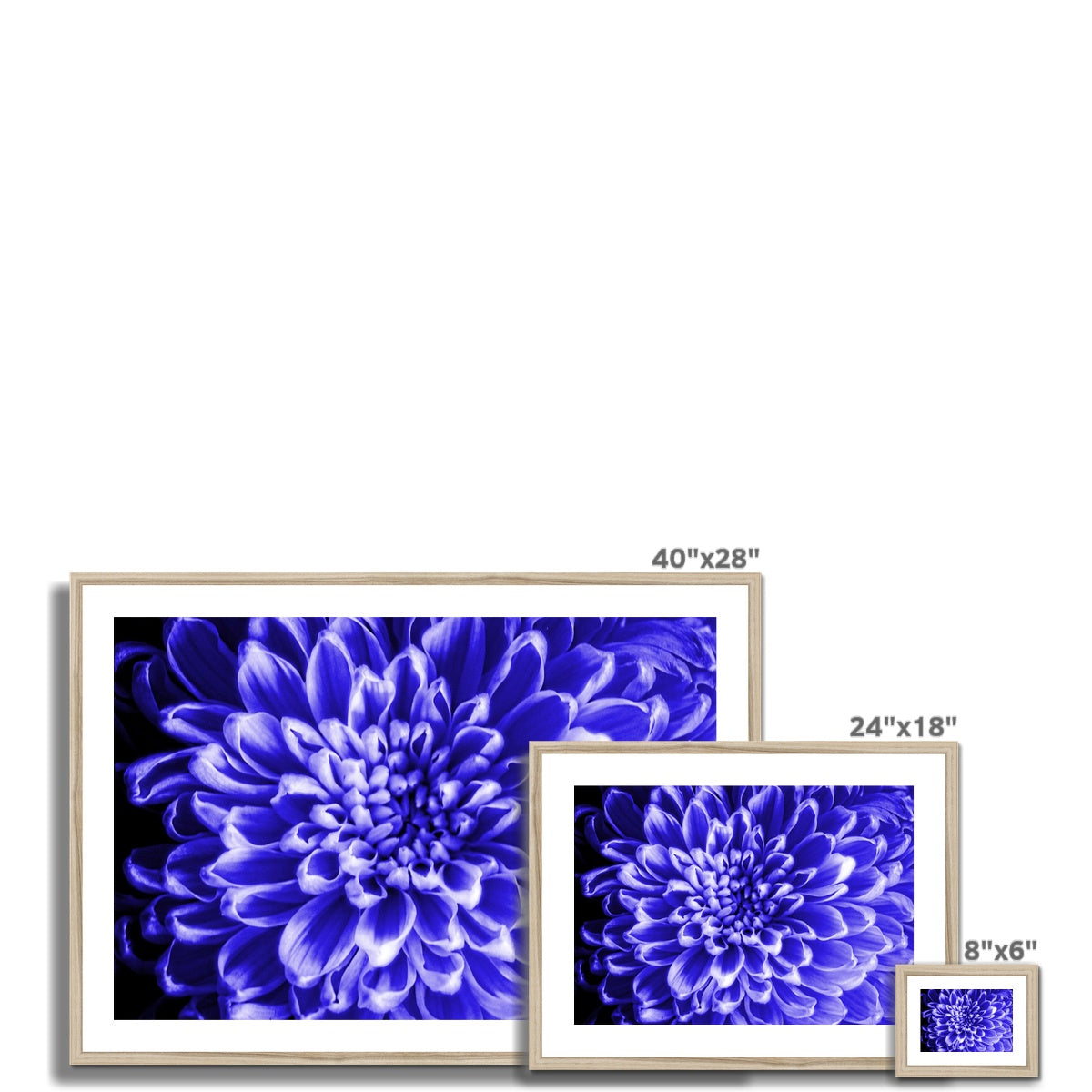 Blue Chrysanthemum Framed & Mounted Print