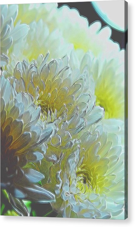 Chrysanthemums in White Light - Acrylic Print