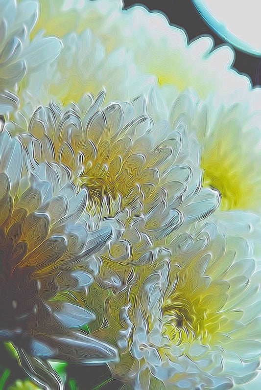 Chrysanthemums In The Light Digital Image Download