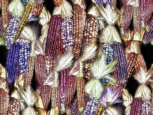 Colorful Fall Corn - Puzzle