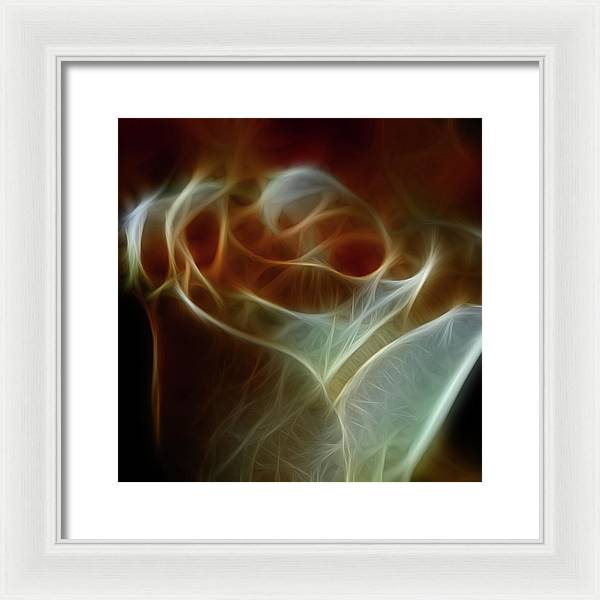 Cream and Amber Rose - Framed Print