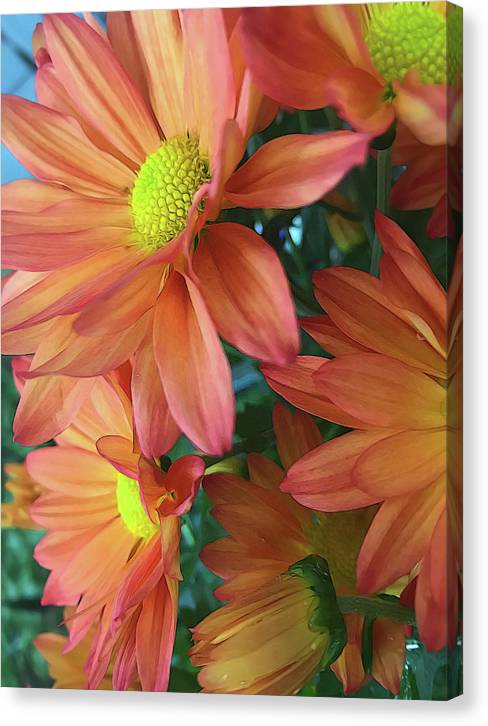 Cream and Pink Daisies Close Up - Canvas Print