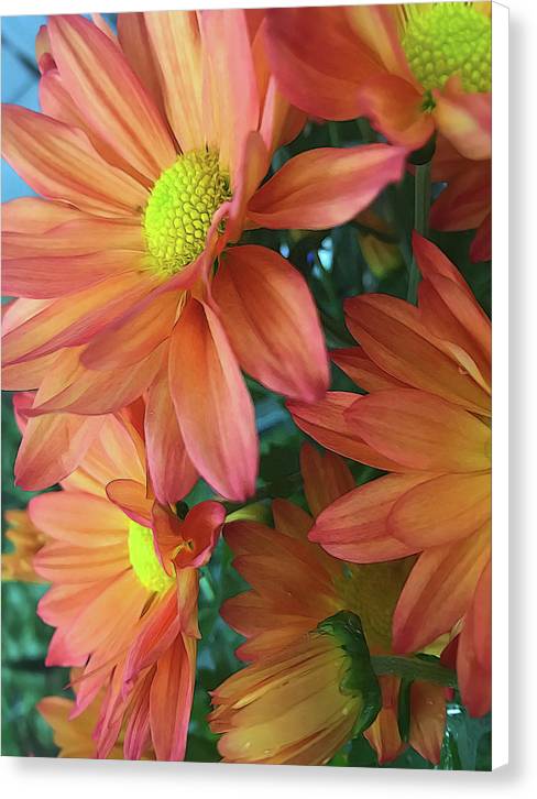 Cream and Pink Daisies Close Up - Canvas Print