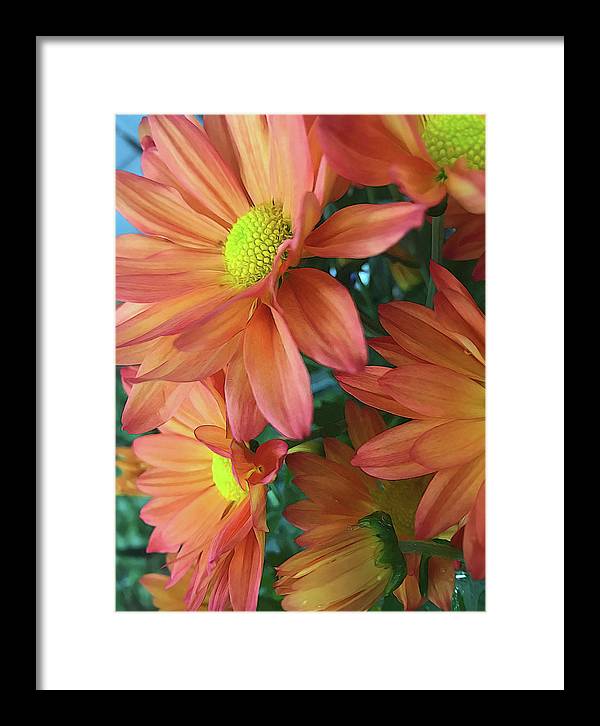 Cream and Pink Daisies Close Up - Framed Print