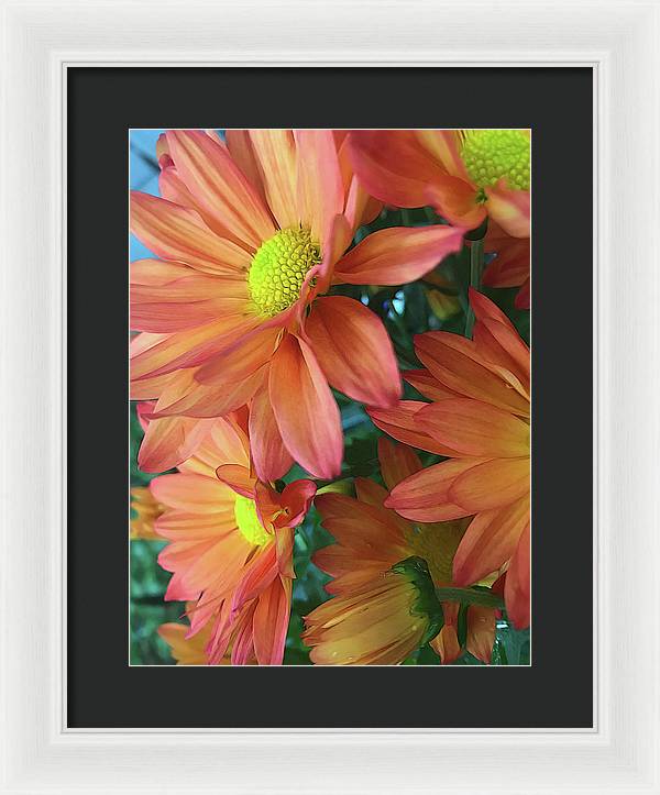 Cream and Pink Daisies Close Up - Framed Print