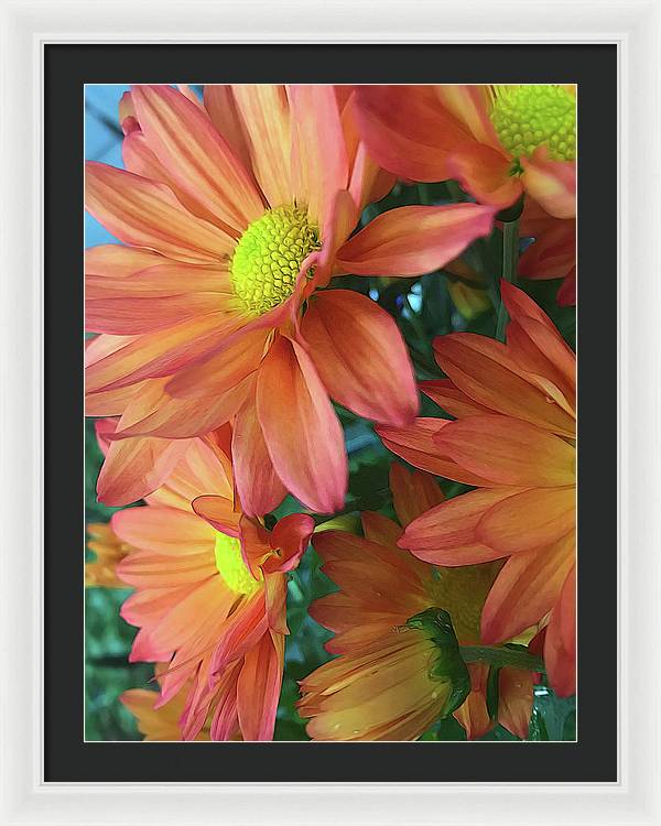 Cream and Pink Daisies Close Up - Framed Print