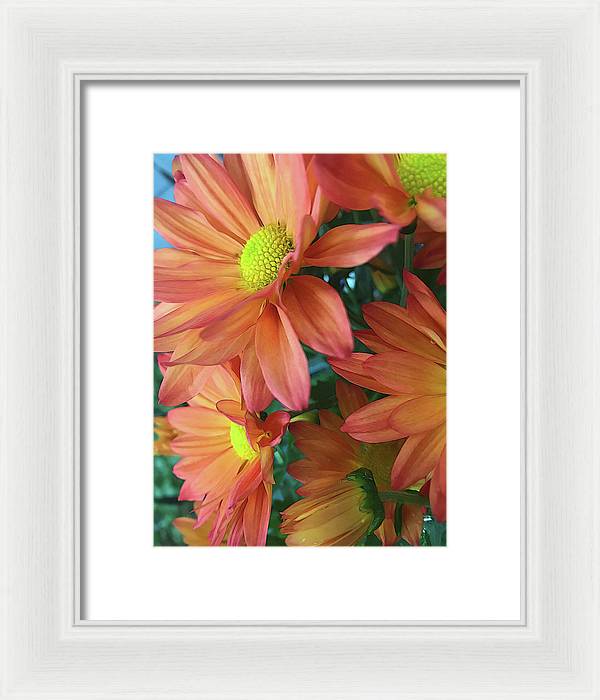 Cream and Pink Daisies Close Up - Framed Print