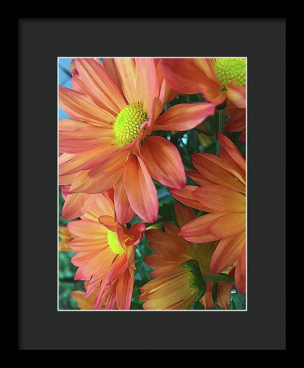 Cream and Pink Daisies Close Up - Framed Print