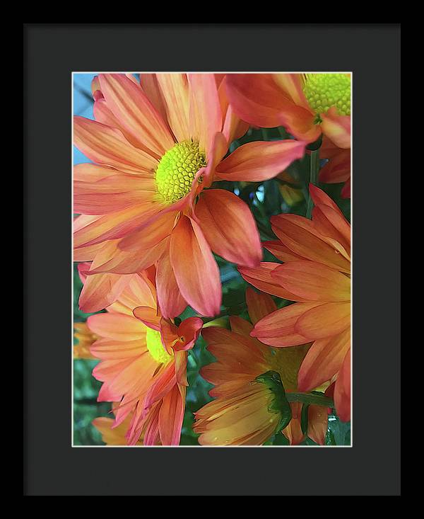 Cream and Pink Daisies Close Up - Framed Print