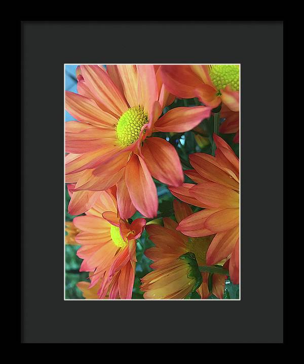 Cream and Pink Daisies Close Up - Framed Print