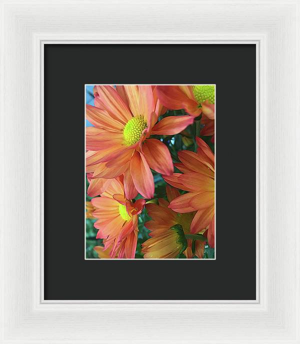 Cream and Pink Daisies Close Up - Framed Print