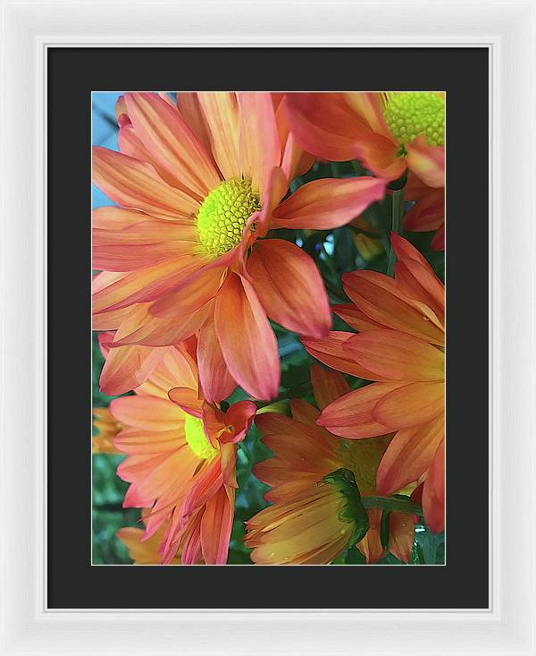 Cream and Pink Daisies Close Up - Framed Print