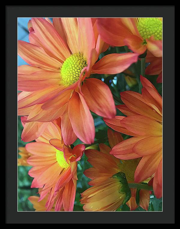 Cream and Pink Daisies Close Up - Framed Print