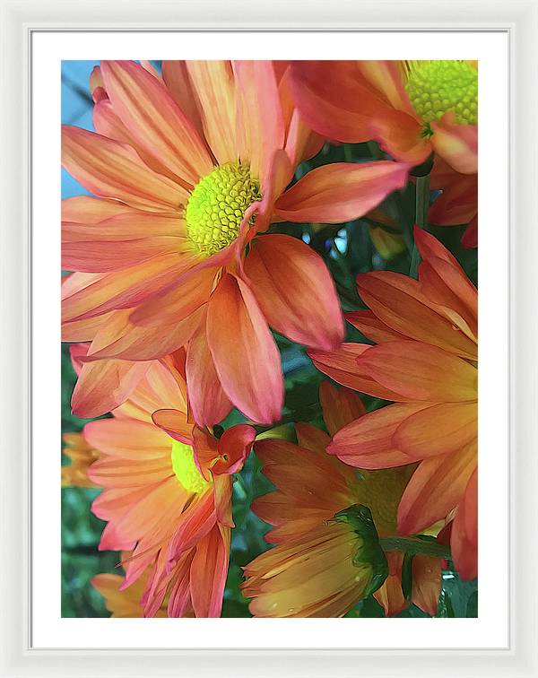 Cream and Pink Daisies Close Up - Framed Print