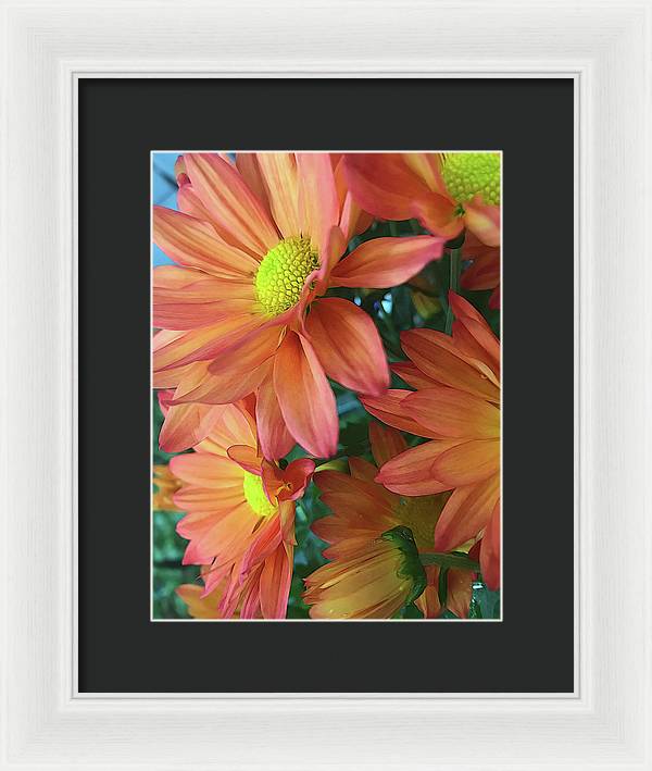 Cream and Pink Daisies Close Up - Framed Print