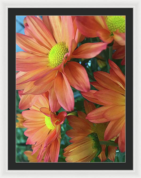 Cream and Pink Daisies Close Up - Framed Print