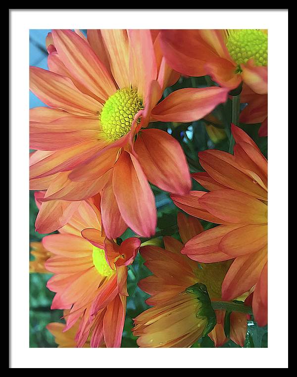 Cream and Pink Daisies Close Up - Framed Print