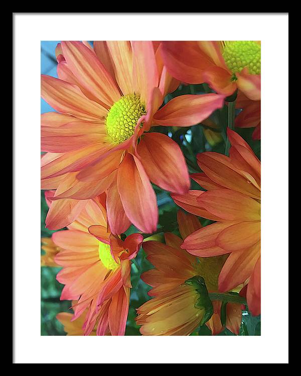 Cream and Pink Daisies Close Up - Framed Print