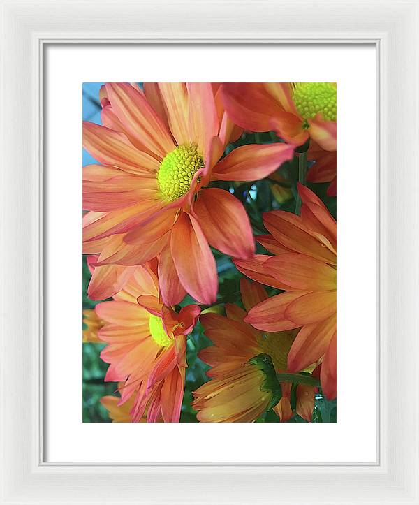 Cream and Pink Daisies Close Up - Framed Print