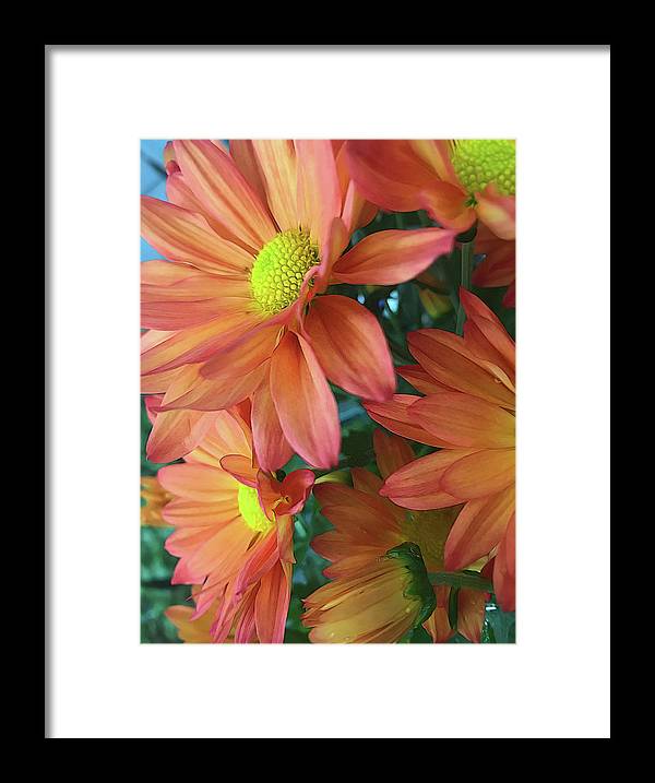 Cream and Pink Daisies Close Up - Framed Print