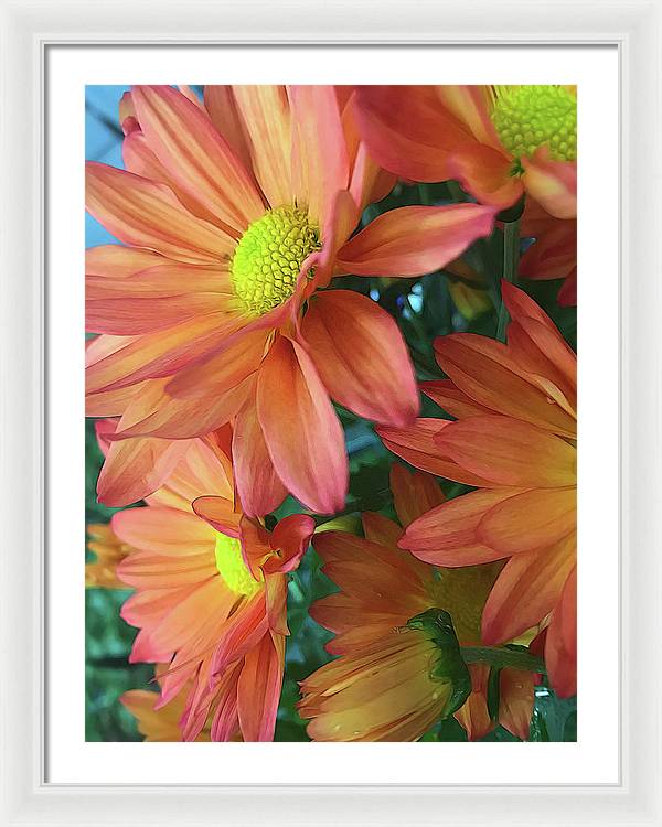 Cream and Pink Daisies Close Up - Framed Print