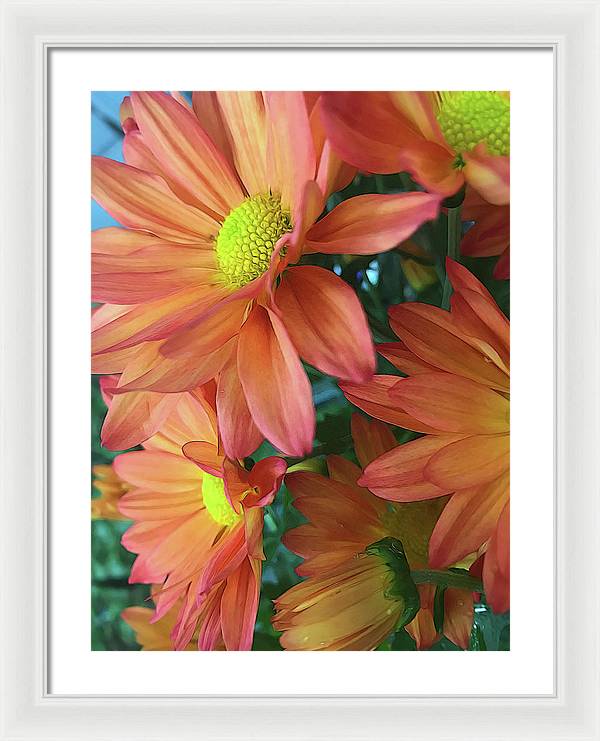 Cream and Pink Daisies Close Up - Framed Print