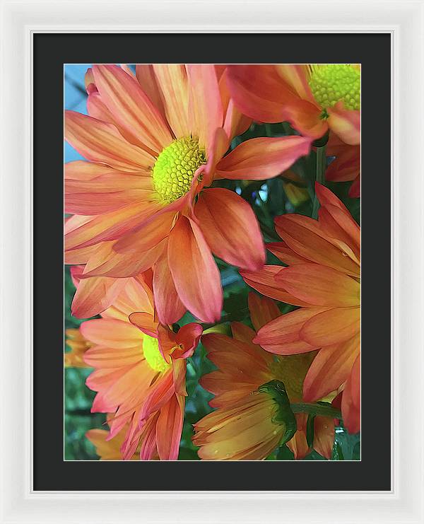 Cream and Pink Daisies Close Up - Framed Print