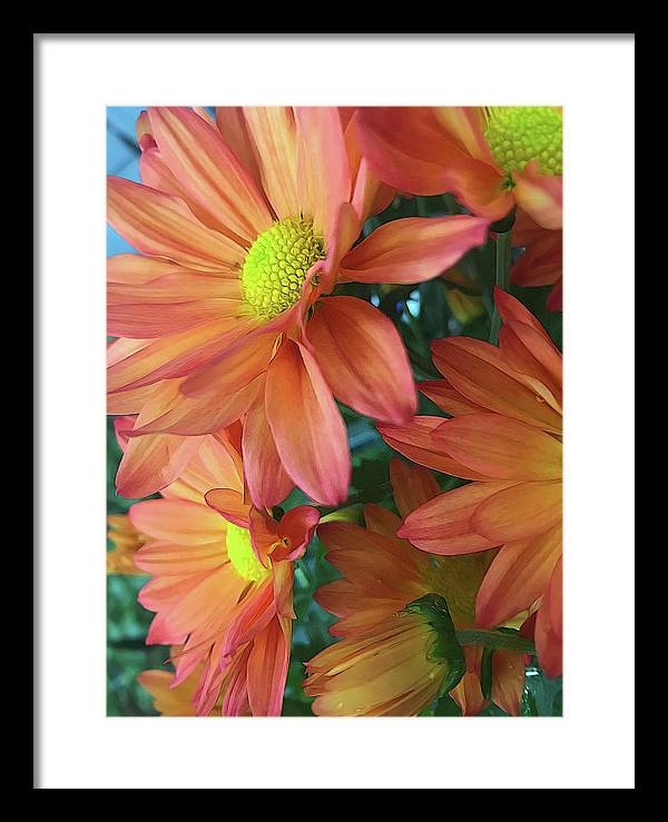 Cream and Pink Daisies Close Up - Framed Print