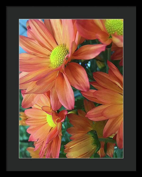 Cream and Pink Daisies Close Up - Framed Print