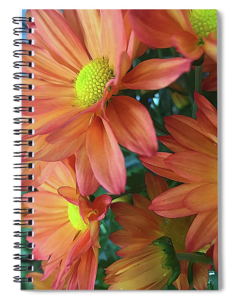 Cream and Pink Daisies Close Up - Spiral Notebook