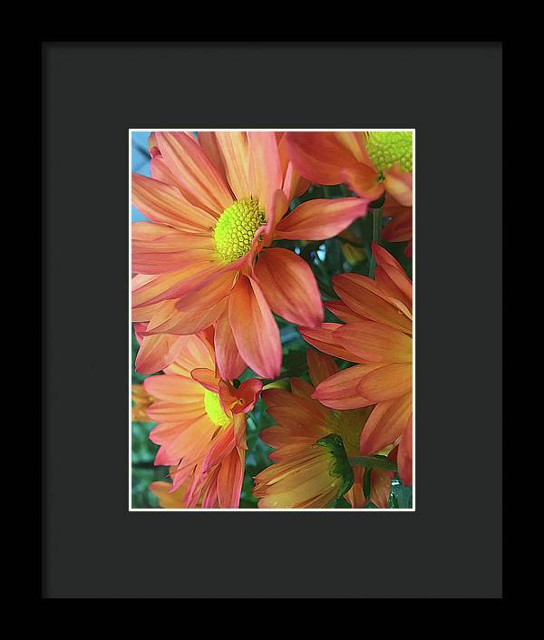 Cream and Pink Daisies Close Up - Framed Print