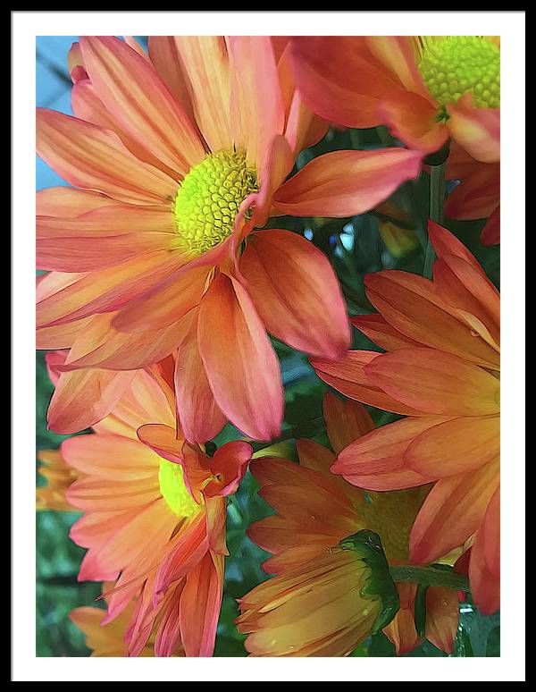 Cream and Pink Daisies Close Up - Framed Print