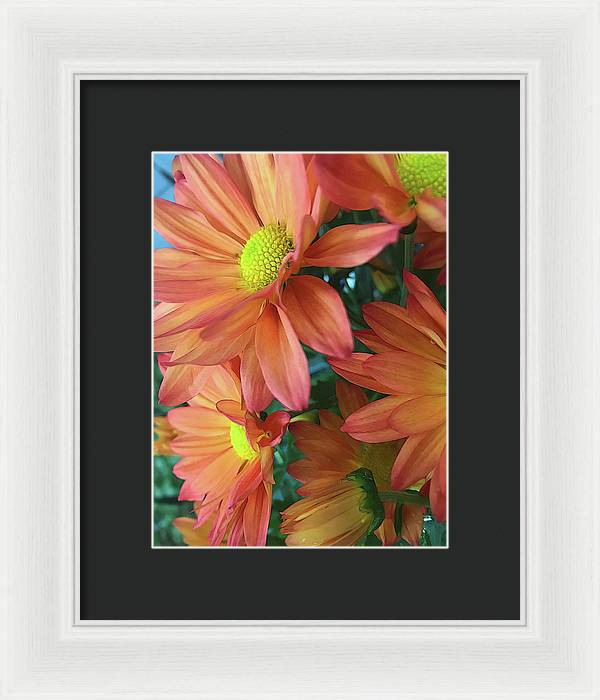 Cream and Pink Daisies Close Up - Framed Print