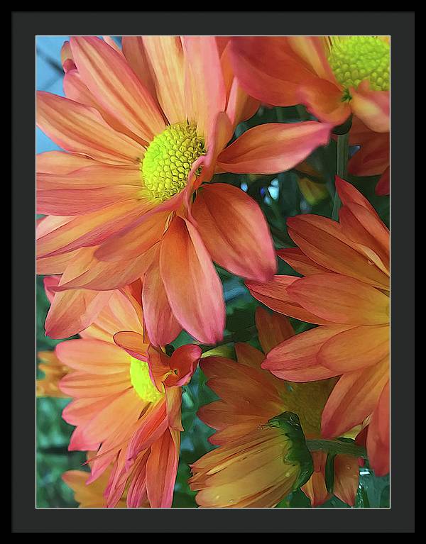 Cream and Pink Daisies Close Up - Framed Print