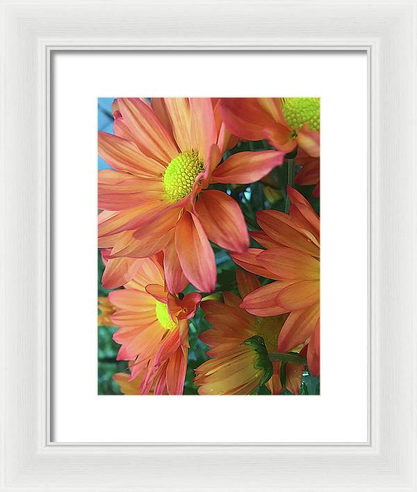 Cream and Pink Daisies Close Up - Framed Print