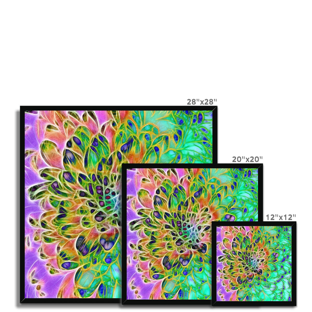 Abstract Peacock Chrysanthemum Framed Print