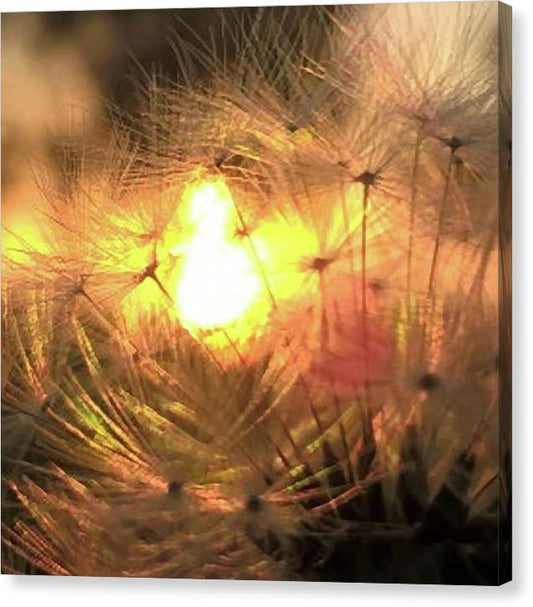 Dandelion Sunrise Wish - Canvas Print