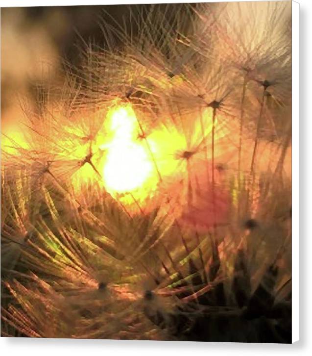 Dandelion Sunrise Wish - Canvas Print