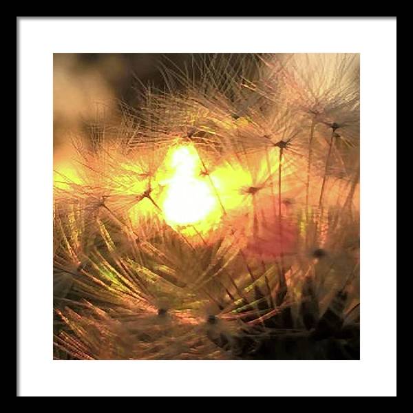 Dandelion Sunrise Wish - Framed Print