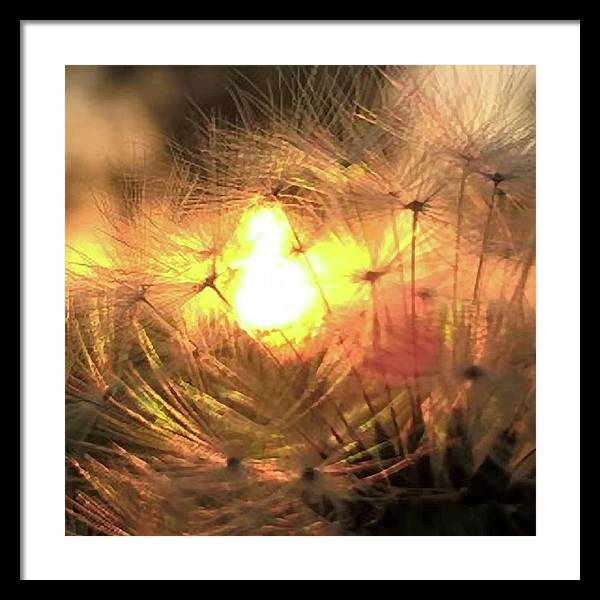 Dandelion Sunrise Wish - Framed Print