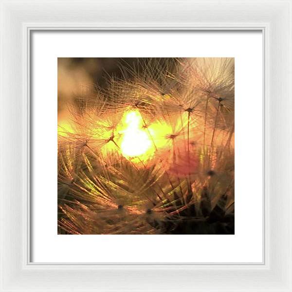 Dandelion Sunrise Wish - Framed Print