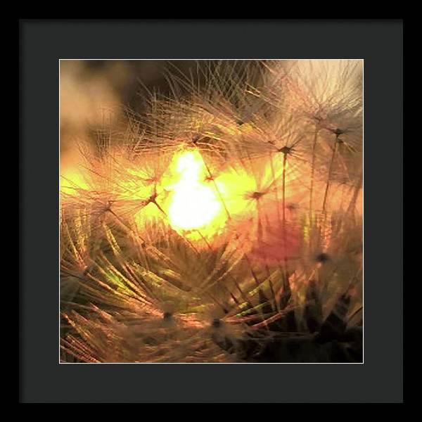 Dandelion Sunrise Wish - Framed Print