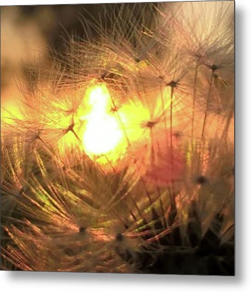 Dandelion Sunrise Wish - Metal Print